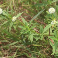 Spermacoce verticillata L.